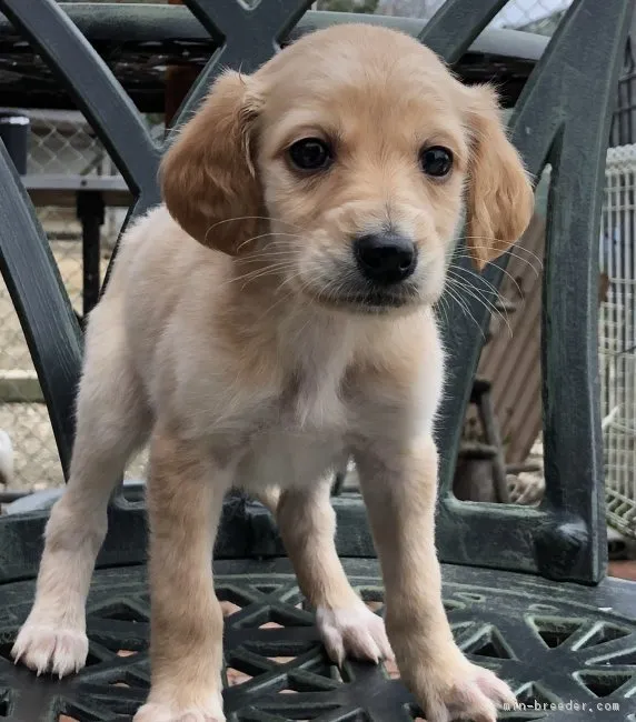 ID：1812-02277の子犬