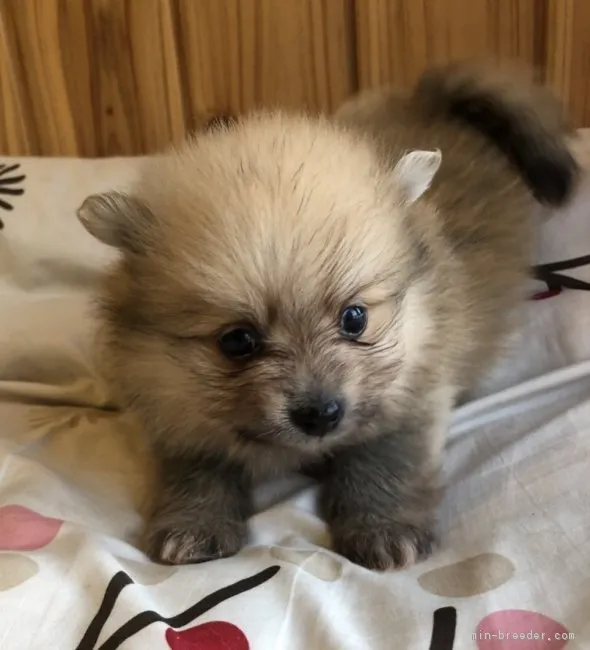 ID:1903-01332の子犬