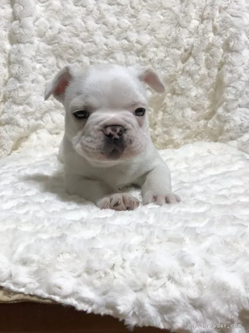 ID：1801-01391の子犬