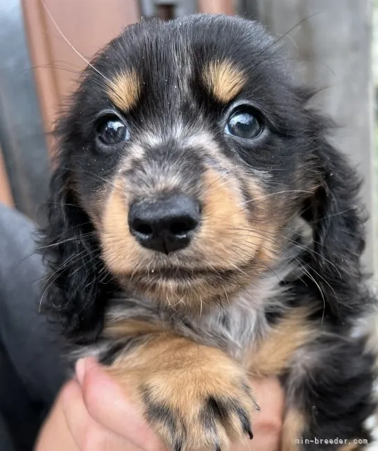 ID:2207-03714の子犬