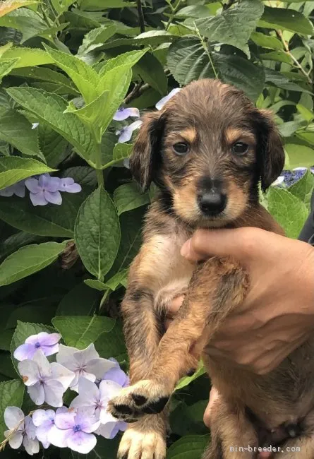 ID：2106-03416の子犬