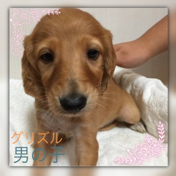 サルーキ【奈良県・男の子・2017年9月27日・グリズル】の写真「凛々しいハンサムボーイ(^ ^)」