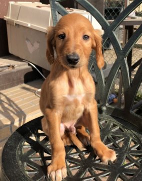 サルーキ【奈良県・男の子・2018年11月24日・レッド】の写真「美しいレッドのきりりとしたハンサムくん」