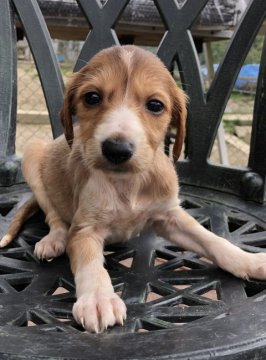 サルーキ【奈良県・女の子・2019年2月28日・グリズル】の写真「レアカラーで魅力的」