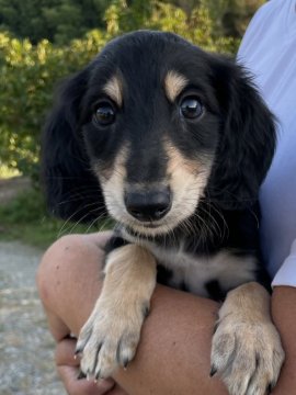 サルーキ【奈良県・男の子・2021年8月22日・ブラックタン】の写真「愛らしいおめめが印象的」
