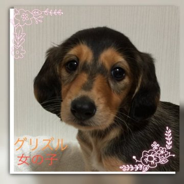 サルーキ【奈良県・女の子・2017年9月27日・グリズル】の写真「凛とした美人の女の子です(^ ^)」