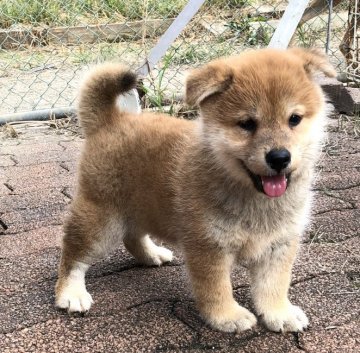 柴犬(標準サイズ)【奈良県・男の子・2020年8月17日・赤】の写真「むくむくころころの可愛い子」