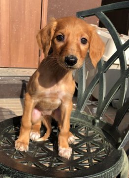 サルーキ【奈良県・女の子・2018年11月24日・レッド】の写真「凛とした雰囲気の美しいサルーキ」