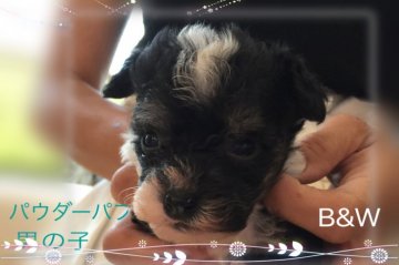 チャイニーズ・クレステッド・ドッグ【奈良県・男の子・2017年5月4日・ブラックホワイト パウダーパフ】の写真「ふわふわくるくるのパウダーパフくん」