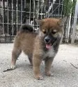 柴犬(標準サイズ)【奈良県・女の子・2019年6月9日・胡麻か赤】の写真1「8/5撮影」