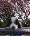 プチバセットグリフォンバンデーン