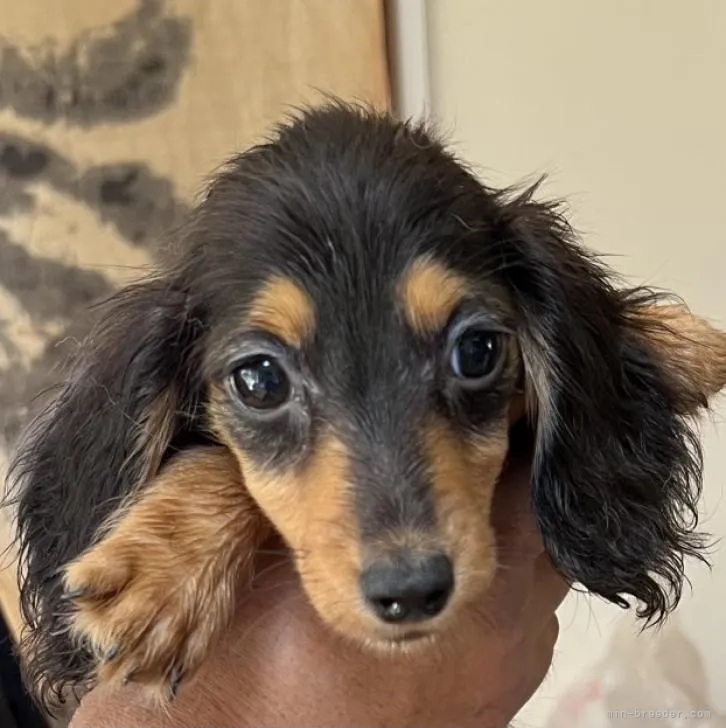 ID:2210-00261の子犬