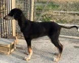 サルーキ【奈良県・男の子・2019年10月6日・ブラッククリ】の写真2