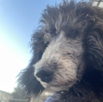 スタンダードプードル【埼玉県・女の子・2024年8月6日・シルバー】の写真「綺麗なお顔立ち💕
最終お値打ち価格！」