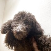 スタンダードプードル