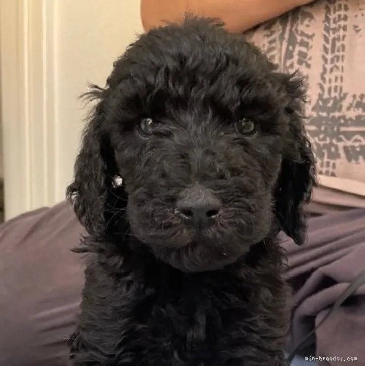 ID：2308-04847の子犬