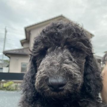 スタンダードプードル【埼玉県・男の子・2022年6月29日・グレー 骨格しっかり穏やかな男の子!】の写真「スタンダードプードルらしい穏やかな性格。」