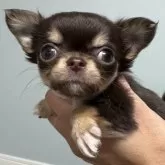 チワワ(ロング)【大阪府・女の子・2025年10月5日・チョコレート&タン チョコタン】の写真10