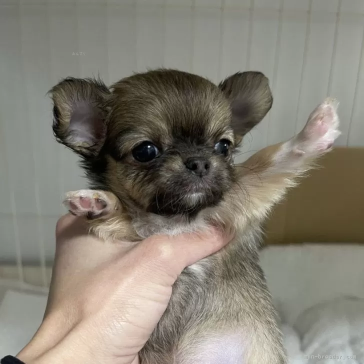 A.S 様のお迎えした子犬