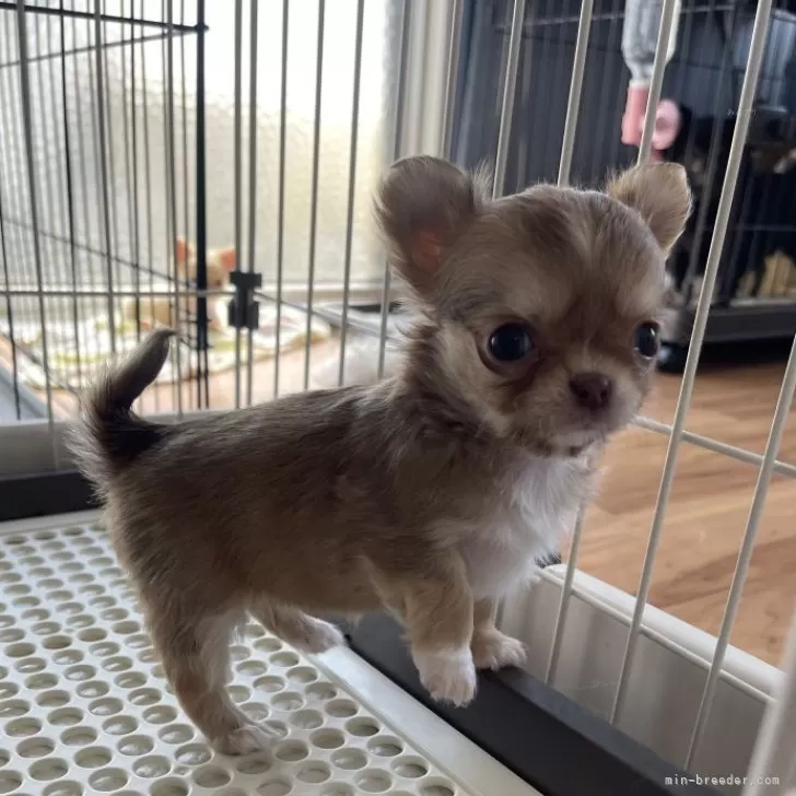 A.T 様のお迎えした子犬