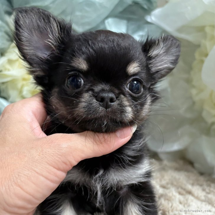 ブリーダー画像