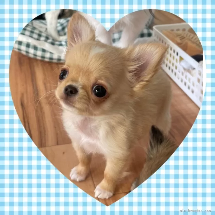 ID：2502-07299の子犬