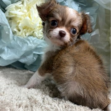 チワワ(ロング)【大阪府・男の子・2025年9月3日・チョコレートフォーン&ホワイト】の写真「綺麗なチョコフォーン君✨」