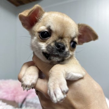 チワワ(スムース)【大阪府・女の子・2025年3月3日・フォーン&ホワイト】の写真「むちむちころころ可愛い子です🤭︎💕︎︎💕︎」