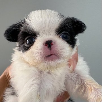 狆(チン)【大阪府・男の子・2025年9月20日・白黒】の写真「出産ラッシュにつき早期ご予約価格です🥳」