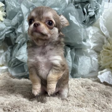 チワワ(ロング)【大阪府・女の子・2025年9月29日・チョコレートフォーン&ホワイト チョコ】の写真「大人しめな女の子です🎀」