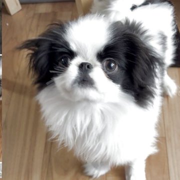 狆(チン)【大阪府・男の子・2025年9月20日・白黒】の写真「めちゃめちゃイケメンです💕」