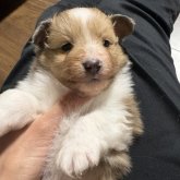 シェットランドシープドッグ