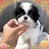 狆(チン)