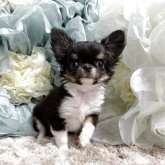 チワワ(ロング)