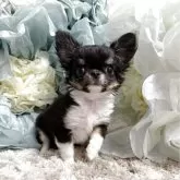 チワワ(ロング)