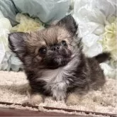 チワワ(ロング)