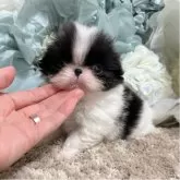 狆(チン)【大阪府・男の子・2025年6月14日・白黒】の写真1