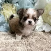 チワワ(ロング)
