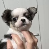 チワワ(ロング)