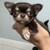 チワワ(ロング)【大阪府・女の子・2025年10月5日・チョコレート&タン チョコタン】の写真9