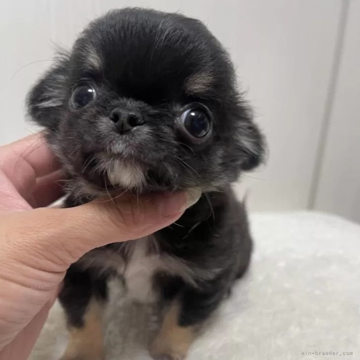 る 様のお迎えした子犬