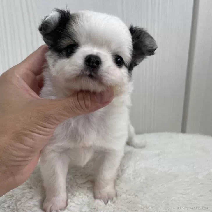 M.T 様のお迎えした子犬