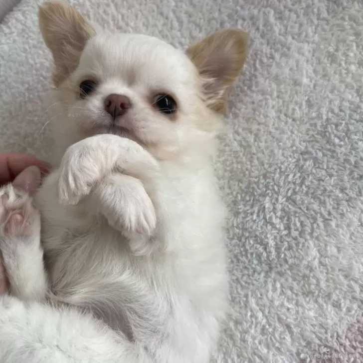 T.S 様のお迎えした子犬