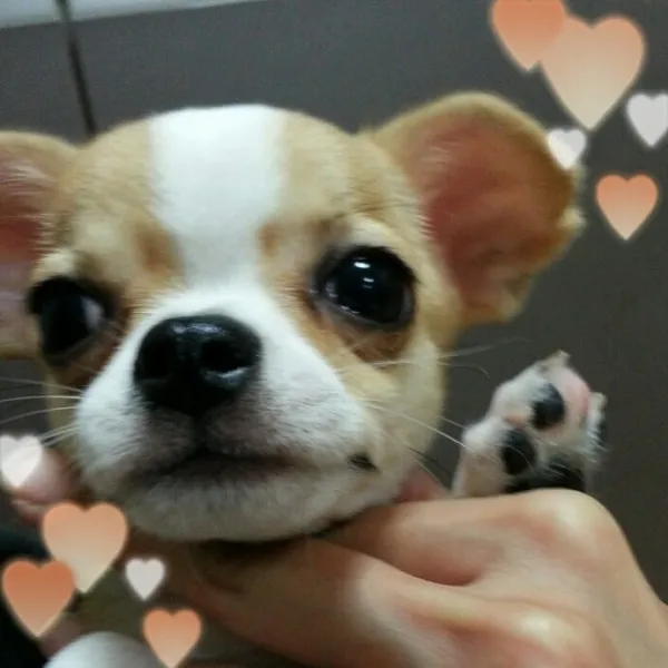 ID：1308-00798の子犬