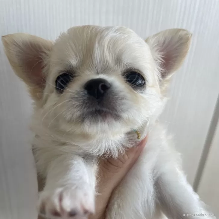 M.M 様のお迎えした子犬