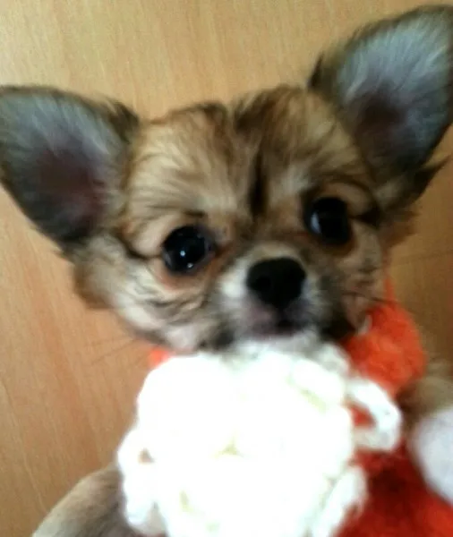 ID：1310-00477の子犬