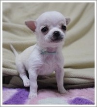 チワワ(スムース)【大阪府・男の子・2012年10月27日・ホワイト&クリーム】の写真「」