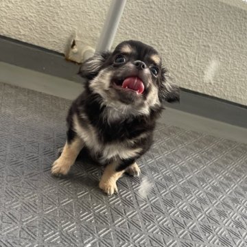 チワワ(ロング)【大阪府・女の子・2024年5月29日・ブラックタン ブラック&タン】の写真「すっかり募集するのを忘れてました🥹♥️」