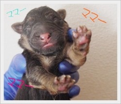 ジャーマン・シェパード・ドッグ【大阪府・男の子・2012年4月26日・ブラックタン】の写真「」