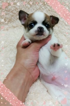 チワワ(スムース)【大阪府・男の子・2015年4月25日・ホワイト&オレンジ】の写真「スムチファン必見！特選レベルの可愛いお顔です♡」